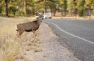 Deer-vehicle collisions